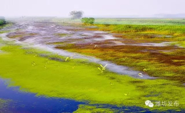 昌邑潍河风情湿地公园这么美