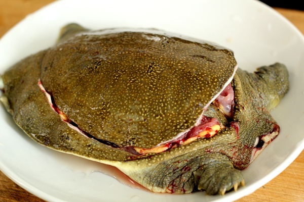 鲁菜经典:肉滑汤鲜香浓的清炖甲鱼