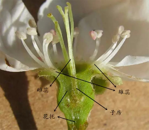 凤梨花的结构图片