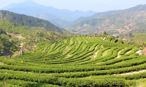 高山生态茶园,一岩一茶的秘密