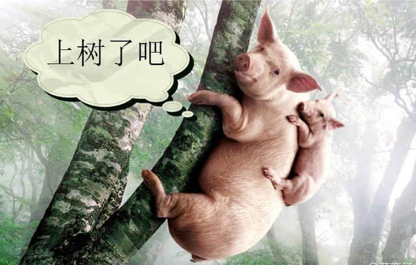 母猪上树的图片搞笑图片
