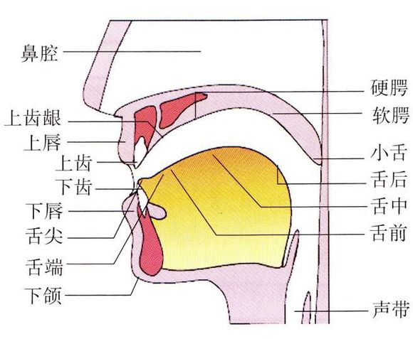 腭咽弓和腭舌弓图片