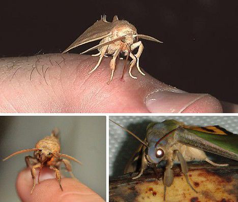 十大吸血昆虫 动物图片