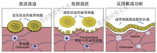 在正常人体中,成骨细胞和破骨细胞之间总是进行着围剿和反围剿的持久