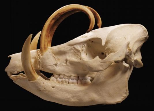 野猪猪盖骨和它怪异的牙齿野猪广为分布在世界上,不过由于人类猎杀与