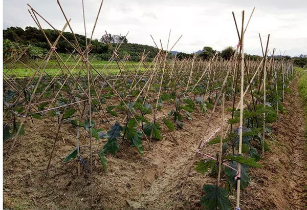 这一垄地种的是有机香芹,熬汤时分最喜爱加一些在上面