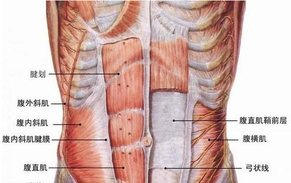 腹前外侧壁肌图片