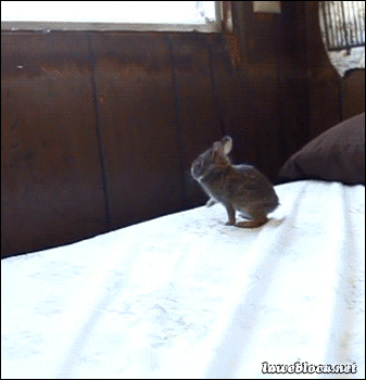 兔子三秒 gif图片