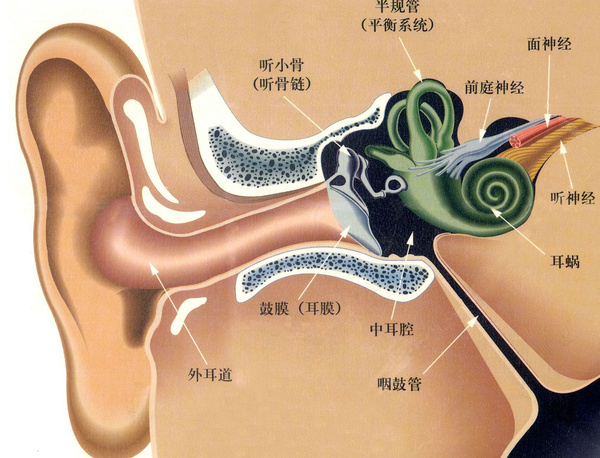 中耳 内耳图片