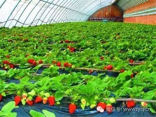 潍坊市安丘南王家庄草莓采摘园