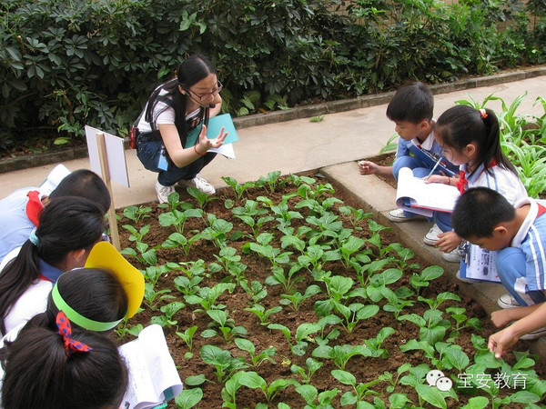 这所学校有72块菜地供学生种菜上演现实版开心农场