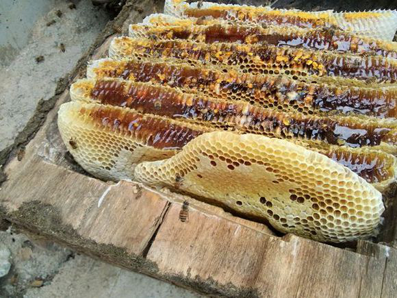 k1体育野生蜂蜜多少钱一斤 土蜂蜜今年多少钱一斤(图1)