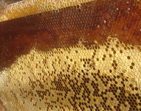k1体育野生蜂蜜多少钱一斤 土蜂蜜今年多少钱一斤(图2)