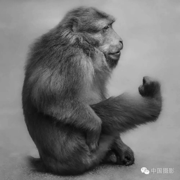 猴子黑白照片图片