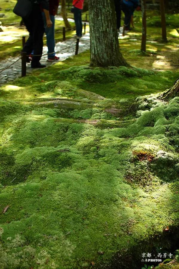 苔藓植物的园林应用形式