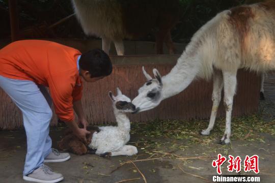 深圳野生動物園羊駝家族新年添丁(組圖)