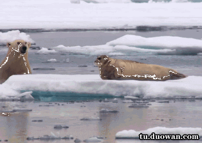 海狮拍肚子动图图片
