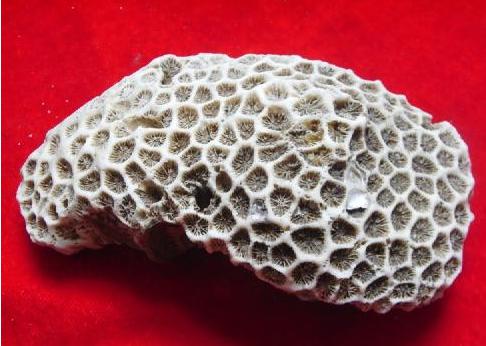 极品珊瑚虫化石图片图片