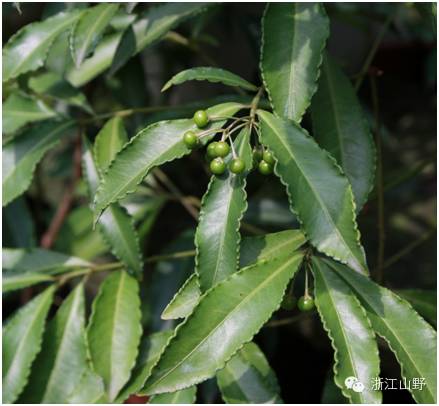 【植物的故事】紫金牛