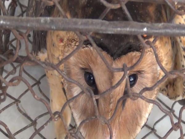 网友爆料韶关新丰农贸市场售卖大量国家保护动物。