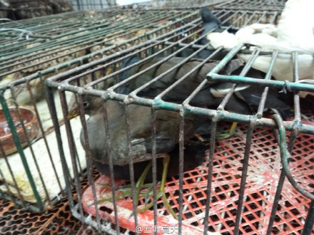 网友贴出被售卖的野生动物照片。 微博 @五叶夏天 图