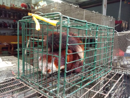 网友举报农贸市场兜售野生动物引国家林业局关注,嫌犯被查获