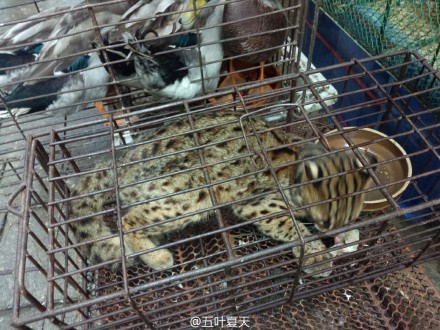 网友举报农贸市场兜售野生动物引国家林业局关注,嫌犯被查获