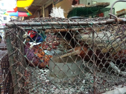 网友举报农贸市场兜售野生动物引国家林业局关注,嫌犯被查获