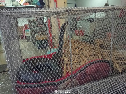 网友举报农贸市场兜售野生动物引国家林业局关注,嫌犯被查获