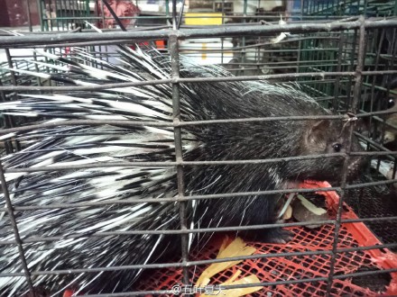 网友举报农贸市场兜售野生动物引国家林业局关注,嫌犯被查获