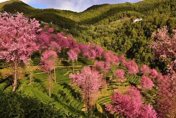 除了无量山还有景迈山,冬日茶园的樱花竟然这么美