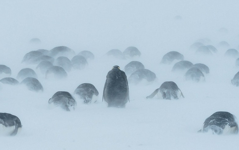企鹅在南极暴风雪中抱团取暖