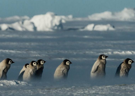 企鹅在南极暴风雪中抱团取暖