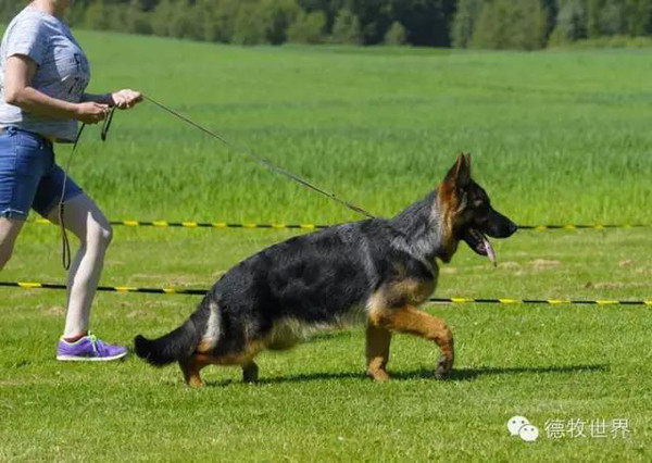 德牧名犬及后代 leo