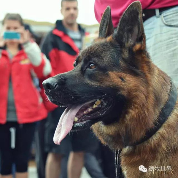 德國牧羊犬明星犬欣賞