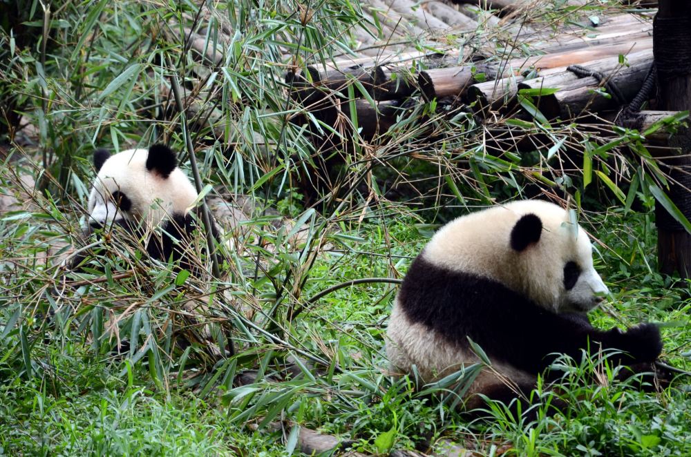 生活在成都大熊猫繁育研究基地的大熊猫。摄影/章轲