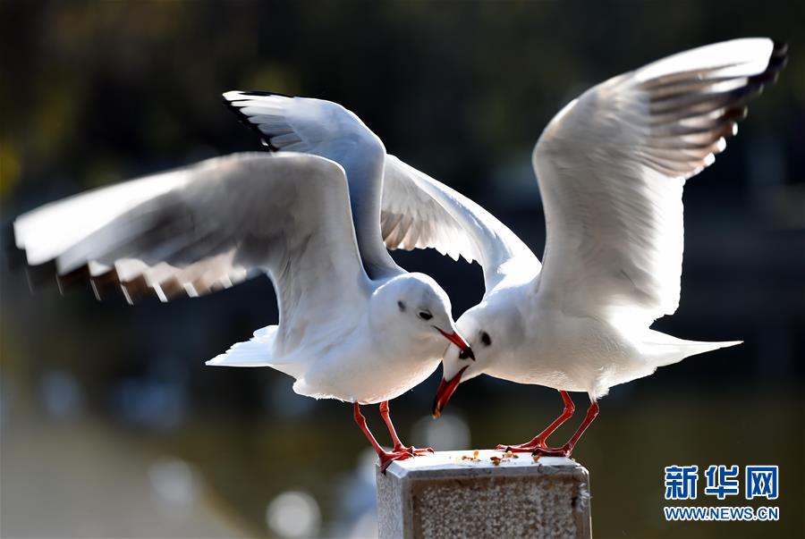 一名游客在昆明海埂大坝上给红嘴鸥喂食(1月3日摄)