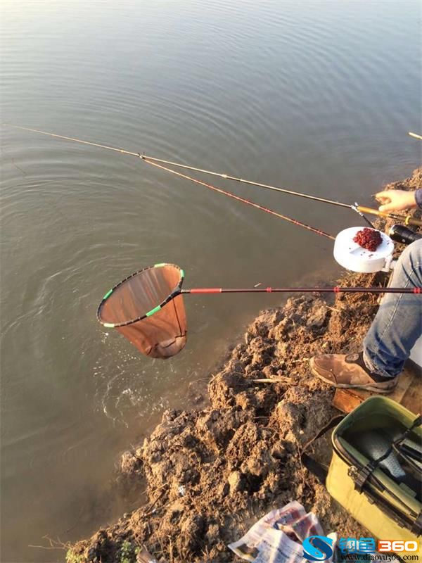 黑坑釣魚