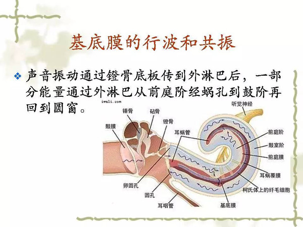 小鼠耳蜗解剖结构图片