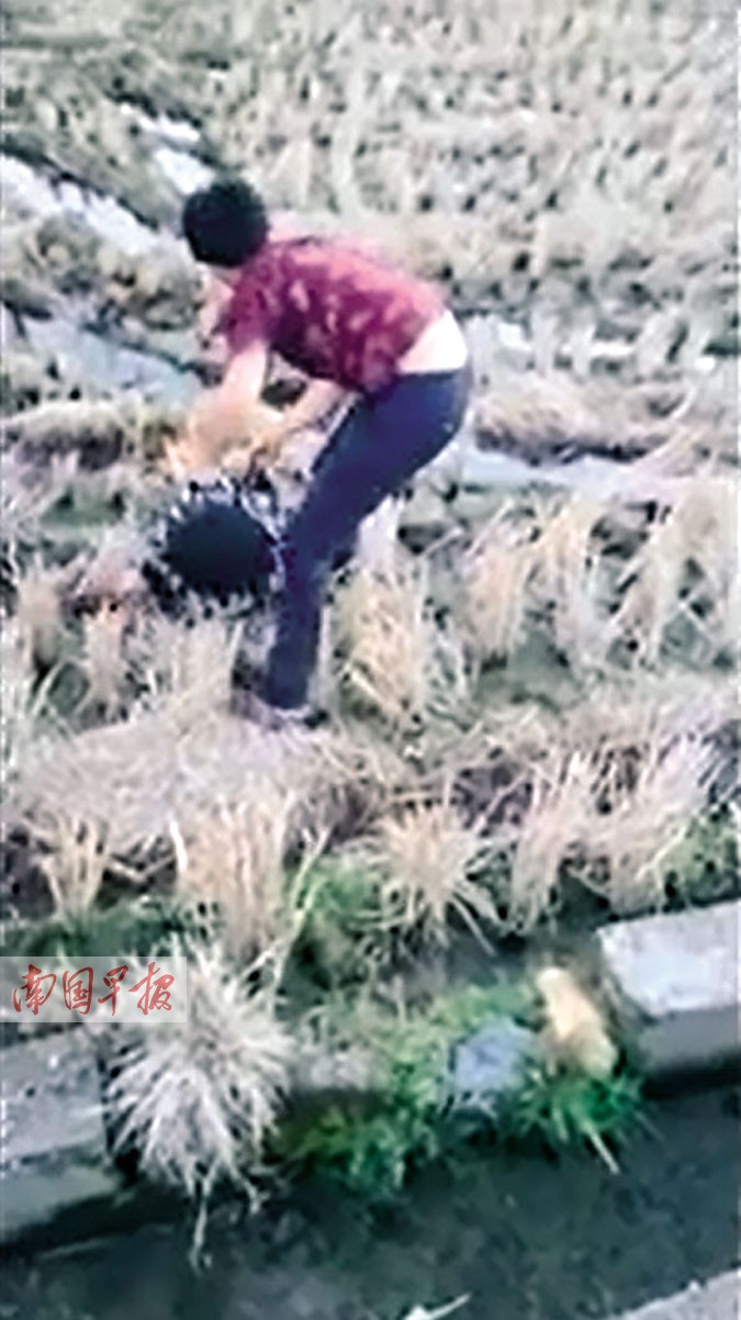 男孩被扔进水田。视频截图