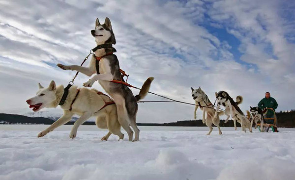 國外的雪橇犬在工作或參加比賽時其主人都會為它們做好防護措施避免其