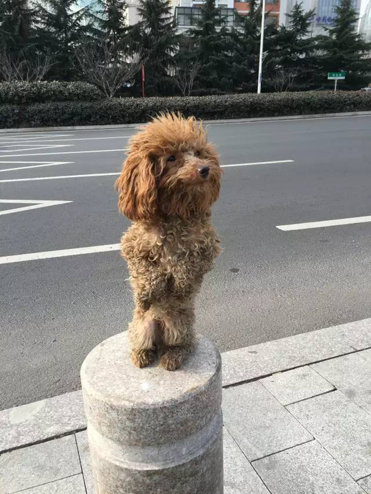 抖音很火的遛狗图图片