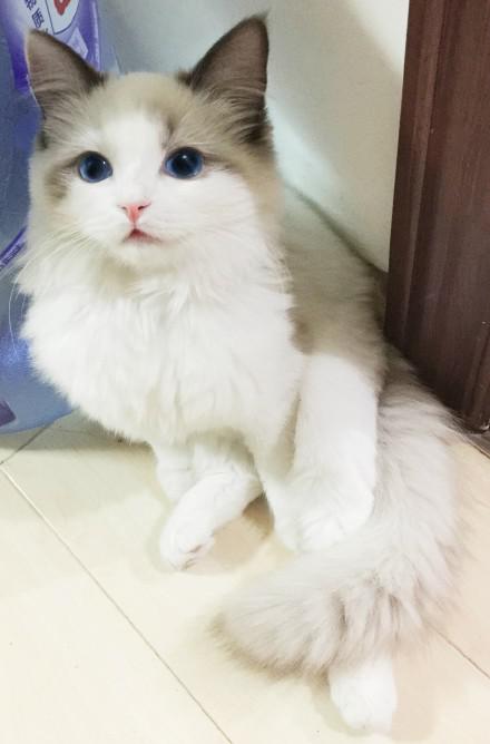 凌乱了这狗长得不像狗这猫长得不像猫