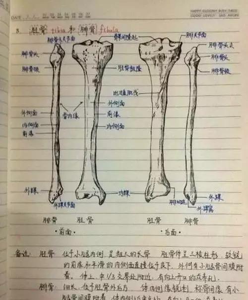 长骨的构造手绘图图片