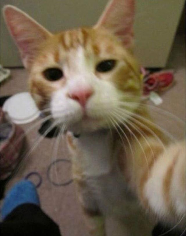 是时候把珍藏许久的自拍猫po出来了