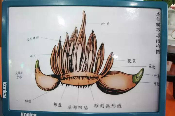 水仙花的结构图片