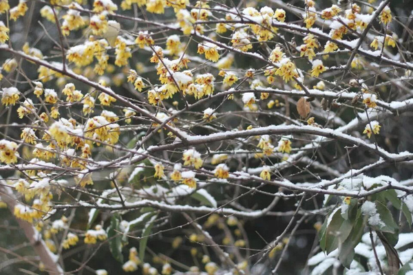 江南百景图雪落腊梅图片