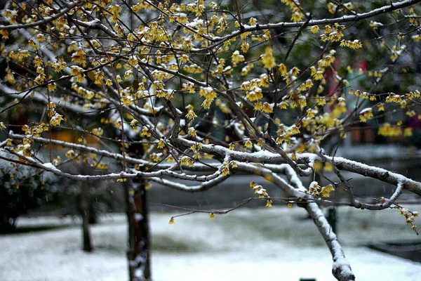 江南百景图雪落腊梅图片