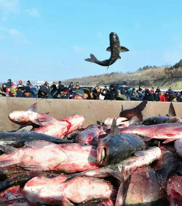 镜泊湖大鱼图片