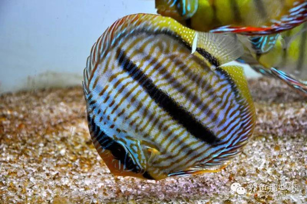 七彩神仙鱼怎么养饲养技巧汇总